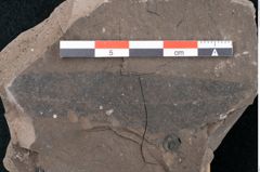 Foto (Detailansicht) von Quercus drymeja Unger (NHMW-GEO-2024-0188-7971)